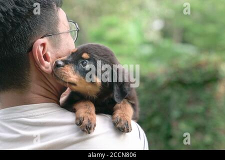 Cute puppy dog cling on the shoulder of adult man. Copy space. Stock Photo