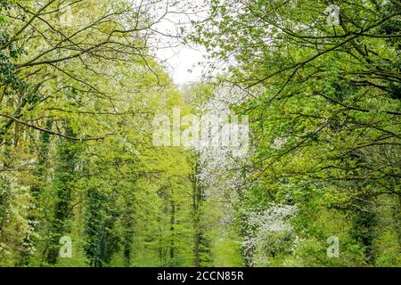 Springtime green forest beautiful landscape Stock Photo