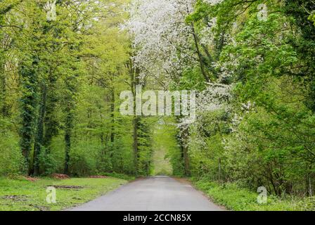 Road in green springtime forest Stock Photo