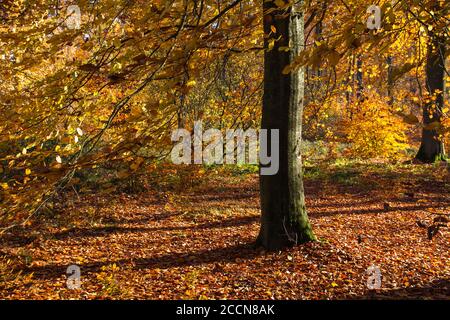 Autumnal landscape in deciduous woodland Stock Photo
