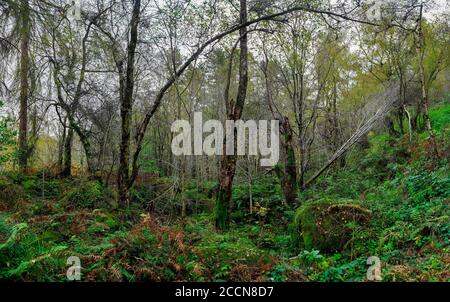 Panoramic shot of a tangled clearing with bracken at Wyming Brook nature reserve, near Sheffield, UK. Stock Photo
