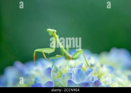 Praying mantis on hydrangea flower Stock Photo