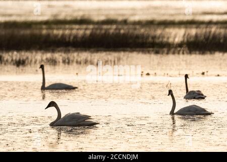 Trumpeter swans (Cygnus buccinator) on Phantom Lake at sunrise.. Crex Meadows Wildlife Management Area, Grantsburg, WI. Late May. Stock Photo