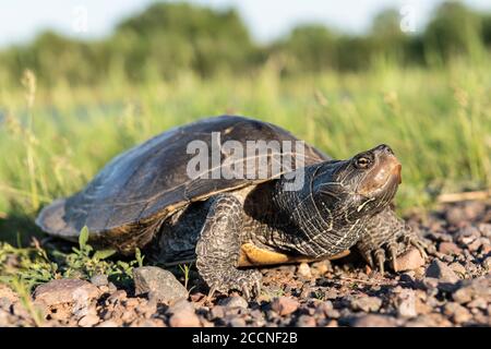 Common map turtle (Graptemys geographica), midwestern and Great Lakes region, USA, by Dominique Braud/Dembinsky Photo Assoc Stock Photo