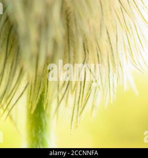 Tips of Western Anemone seed head blossom Stock Photo