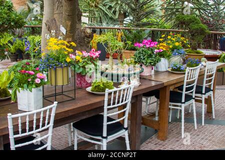 There are  a lots of succulent plants are in the plate and tea cup on the table, which is displayed in flower dome of garden by the bay Singapore. Stock Photo