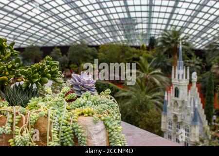 There are  a lots of succulent plants, the bokeh background is castle and European-themed floral display in flower dome of garden by the bay Singapore Stock Photo