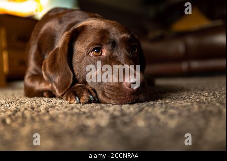 Chocolate Labrador dog relaxing on home carpet in family room