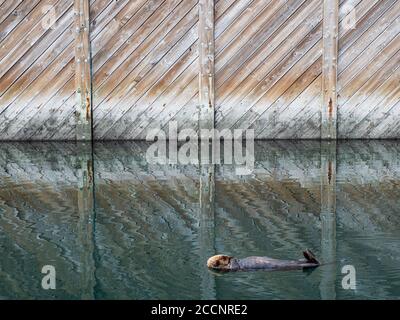 An adult sea otter, Enhydra lutris, resting on its back in the harbor at Kodiak, Kodiak Island, Alaska. Stock Photo