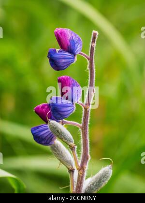Wild monkshood, Aconitum spp, in the Kagamil Island, Aleutians, Alaska. Stock Photo