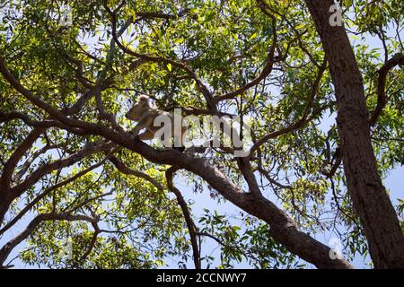 Koala in movement climbing and walking on a branch of eucalyptus tree, pictured from below. The Forts walk path at Magnetic island, Australia Stock Photo