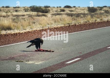 Wedge-tailed eagle eating a dead animal on the road. Eagle eating a prey on the ground. It is the largest bird of prey in Australia Stock Photo