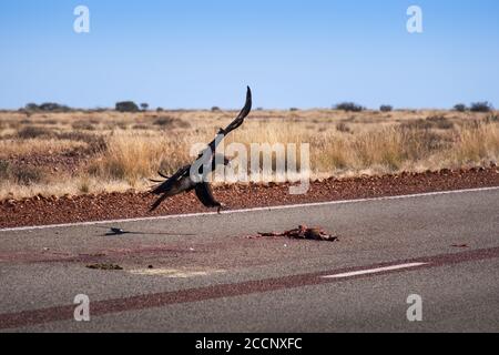 Wedgetailed eagle flying about to eat a prey on the road. The dead animal is a kangaroo. The eagle is the largest bird of prey in Australia Stock Photo