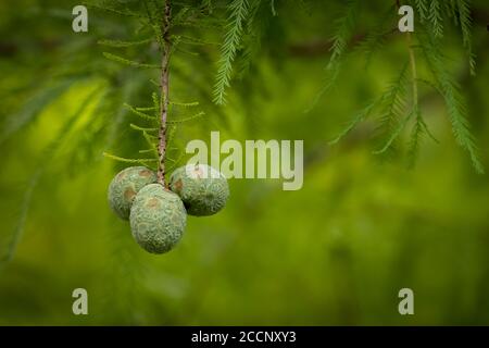 Cones of a Bald Cypress tree hang down in late summer. Raleigh, North Carolina. Stock Photo