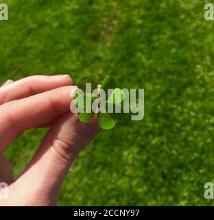 Oh so lucky to find a four leaf clover Stock Photo