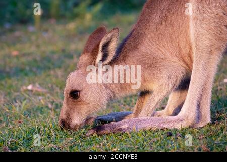 Kangaroo eating on a grass field, close up portrait, open eyes, ears behind its head. Close up picture. Emerald beach, New South Wales, Australia Stock Photo