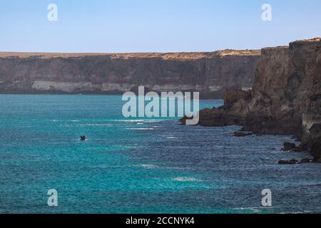 Southern right whale breaching and jumping in front of cliff. Young individual alone. Landscape. Turquoise ocean. Great Bight, South Australia Stock Photo