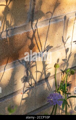Flower shadows on a house brick wall. UK Stock Photo