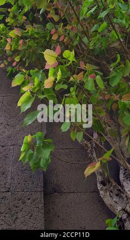 Ayurvedic sacred fig tree with yellow green foliage Stock Photo