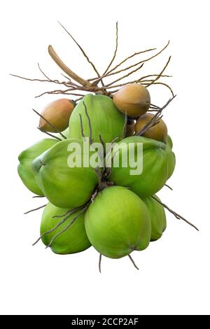 Mix of green and yellow coconuts isolated on white background.  Clipping path Stock Photo