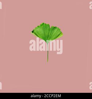 Green leaf of ginkgo biloba on pink pastel background. Minimalistic nature style. Stock Photo