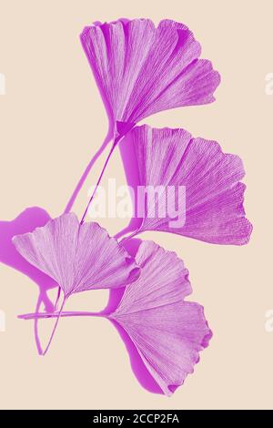 Ginkgo biloba leaves toned in pink magenta color. Natural Creative layout.