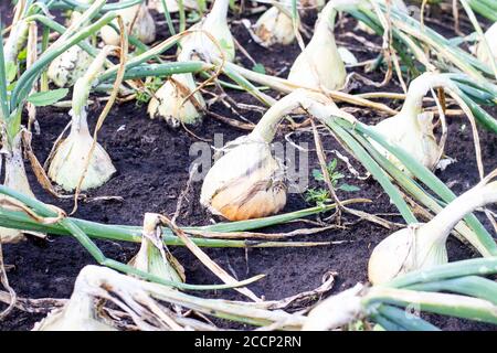 Fresh harvest of onion plants row growing on field garden