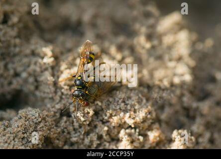 Field digger wasp with fly prey (Mellinus arvensis) Stock Photo