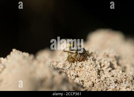 Field digger wasp with fly prey (Mellinus arvensis) Stock Photo