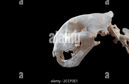 Closeup Bengal Tiger Skeleton Isolated on Black Background, Clipping Path Stock Photo