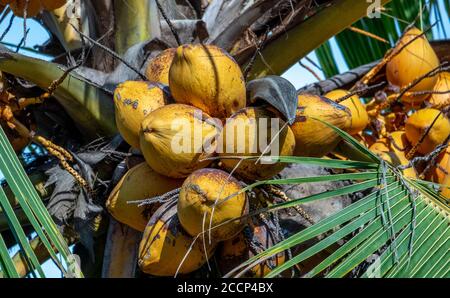 Coconuts in a palm tree in Sri Lanka Stock Photo