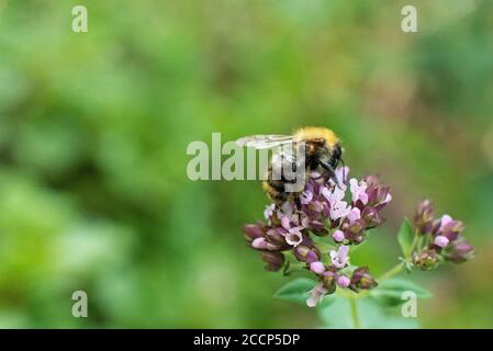The bee collects pollen for honey from the Oregano plant. Stock Photo