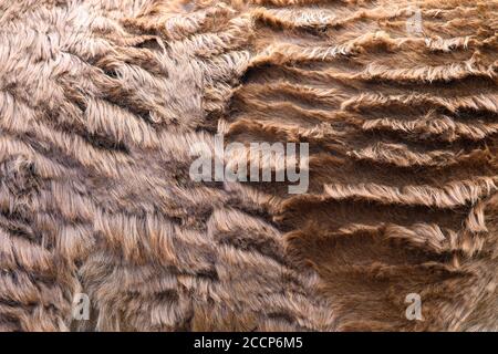 Closeup real Llama skin texture. Animal fur background texture image background Stock Photo