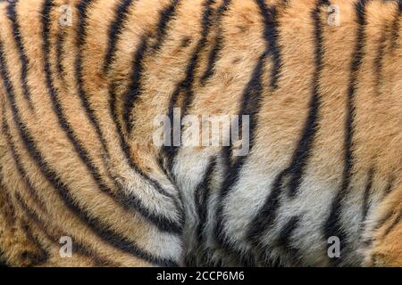 Closeup real tiger skin texture. Tigris fur background texture image background Stock Photo