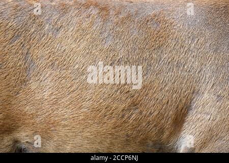 Real texture beautiful skin of deer. Nature animal body and fur patterns Stock Photo