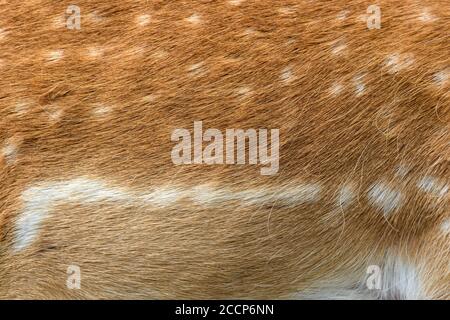 Real texture beautiful skin of spotted fallow deer. Nature animal body and fur patterns Stock Photo