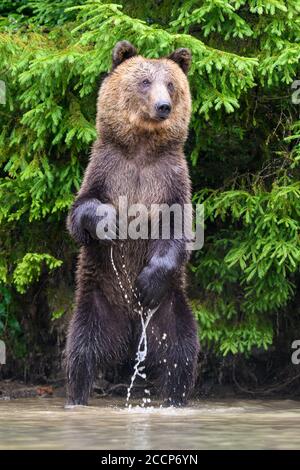 Funny wild adult Brown Bear (Ursus Arctos) standing on his hind legs in the water. Dangerous animal in nature. Wildlife scene Stock Photo