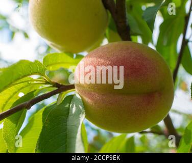 Peaches on the tree ON BLURE BACKGROUND. Summer, freshness. Sweet peach fruits growing from a tree branch Stock Photo