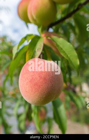 Peaches on the tree ON BLURE BACKGROUND. Summer, freshness. Sweet peach fruits growing from a tree branch Stock Photo
