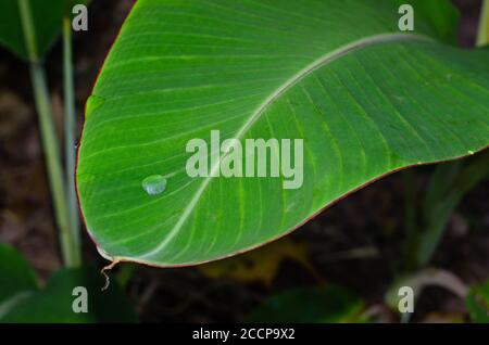 Dew Drop on the Banana Leaf for Natural Background. Stock Photo