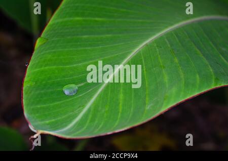 Dew Drop on the Banana Leaf for Natural Background. Stock Photo