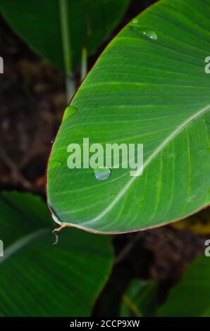 Dew Drop on the Banana Leaf for Natural Background. Stock Photo