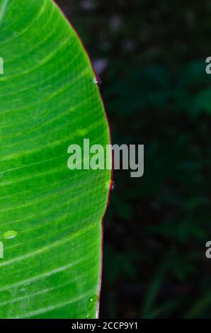 Dew Drop on the Banana Leaf for Natural Background. Stock Photo