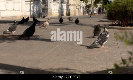 Pigeons on the city sidewalk. Panoramic low angle shooting of pigeons. City life. A flock of pigeons walk on the sidewalk. Selective focus on the main Stock Photo