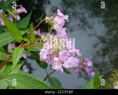 Himalayan Balsam ( Impatiens gladulifera ) A Highly Invasive Alien Species Weed In The UK Stock Photo
