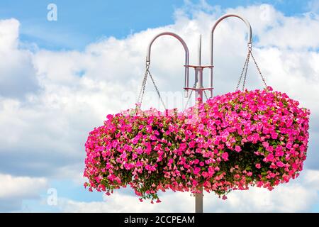 Outdoor flowerpots with pink and red petunias hang from a metal white pole against a blue cloudy sky, copy space. Stock Photo
