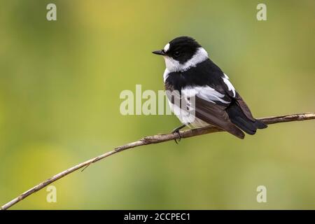 Vagrant first-summer male Collared Flycatcher (Ficedula albicollis) perched on a twig near Barcelona, Spain. Stock Photo