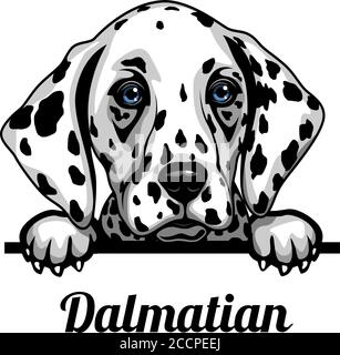 Dalmatian - Color Peeking Dogs - breed face head isolated on white Stock Vector