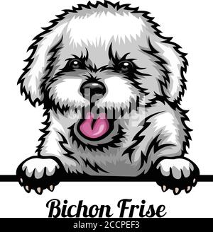 Bichon Frise - Color Peeking Dogs - breed face head isolated on white Stock Vector