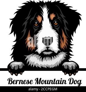 Bernese Mountain Dog - Color Peeking Dogs - breed face head isolated on white Stock Vector